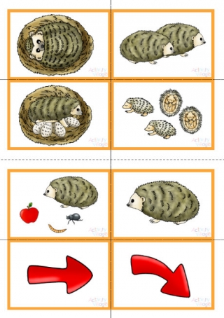 Hedgehog Life Cycle Sequencing Cards