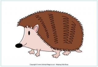 Hedgehog Poster