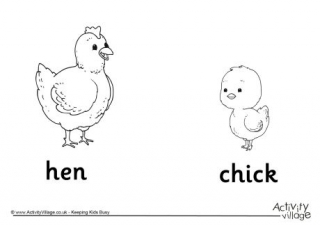 Hen and Chick Colouring Page