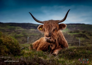 Highland Cattle Poster