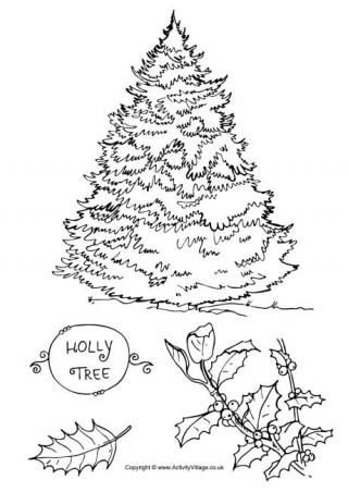 Holly Tree Colouring Page