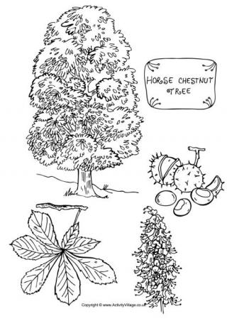 Horse Chestnut Tree Colouring Page