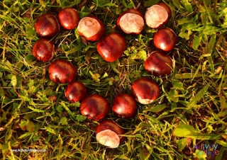 Horse Chestnuts Poster