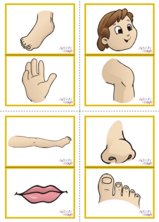 Human Body Picture Flashcards