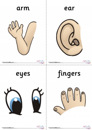 Human Body Posters Set