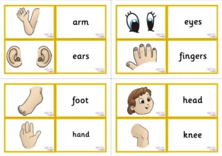 Human Body Vocabulary Matching Cards