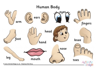 Human body without labels
