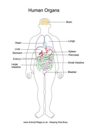 Human Organs Printables
