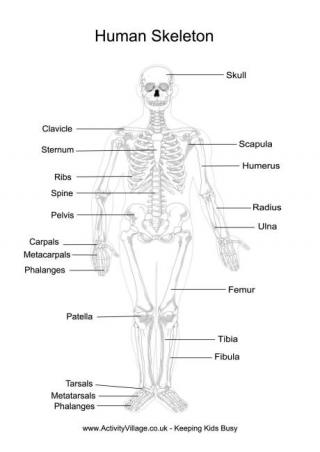 Human Skeleton Printables