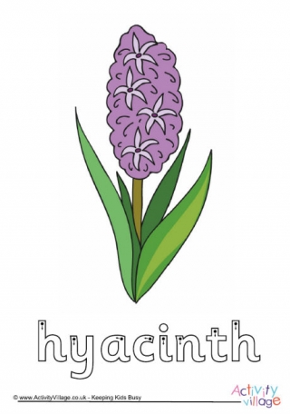 Hyacinth Finger Tracing