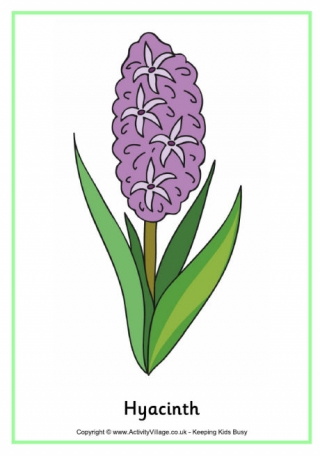 Hyacinth Poster