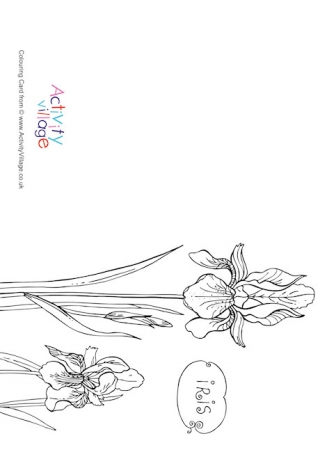 Iris Colouring Card