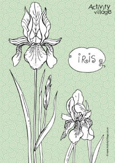 Irises