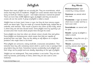 Jellyfish Fact Sheet