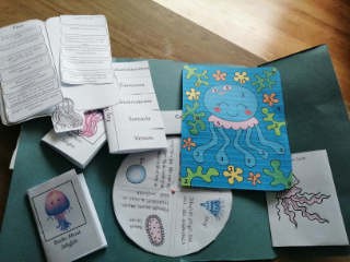 Jellyfish Lapbook