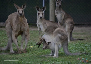 Kangaroo Poster 3