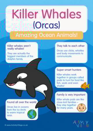 Killer Whales Poster