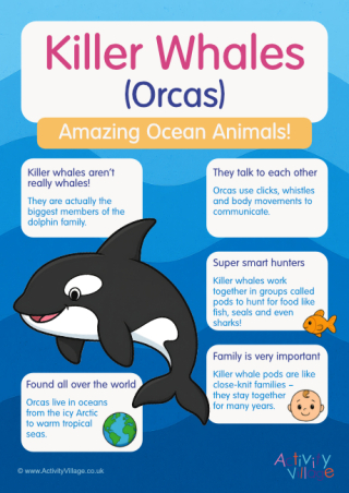 Killer Whales Poster