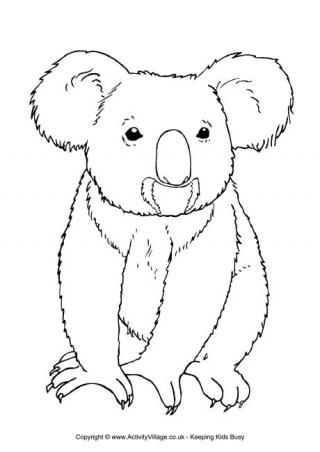 Download Koala Colouring Pages