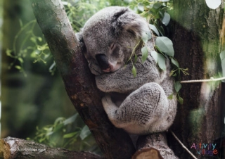 Koala Poster 3