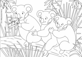Koala Scene Colouring Page