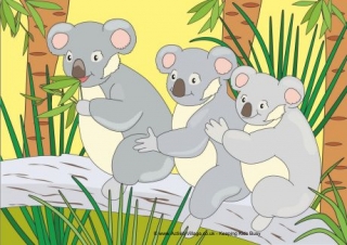 Koala Scene Poster