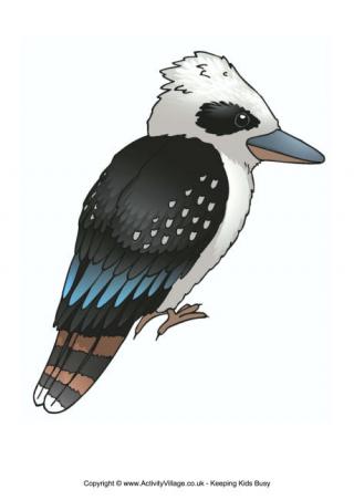 Kookaburra Poster