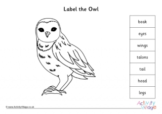Label Parts Of An Owl