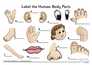 Label The Human Body Parts