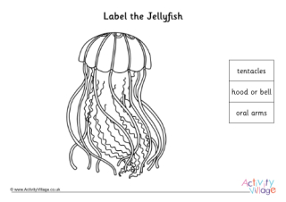 Label the Parts of a Jellyfish
