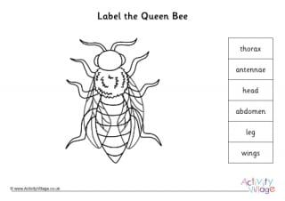 Label the Queen Bee Worksheet