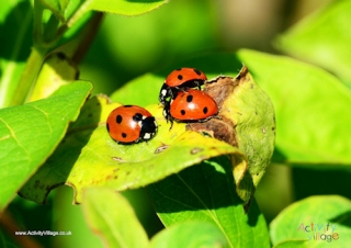 Ladybird Poster 2