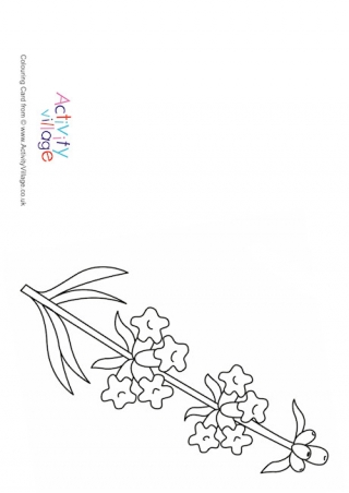 Lavender Colouring Card