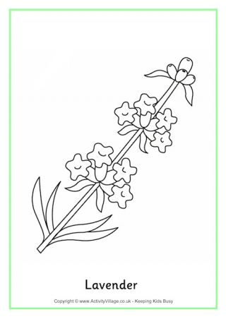 Lavender Colouring Page