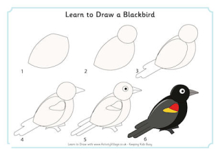 Learn to Draw a Blackbird