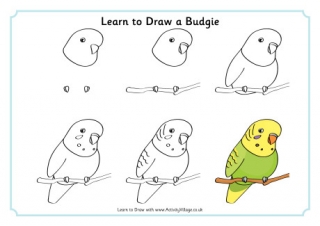 Learn To Draw A Budgie