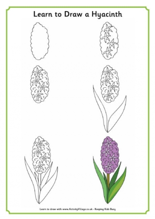 Learn to Draw a Hyacinth
