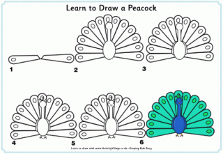 Learn to Draw a Peacock