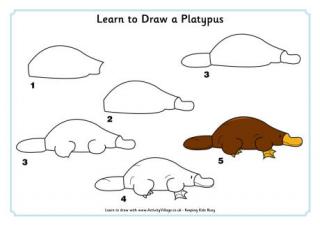 Learn to Draw a Platypus