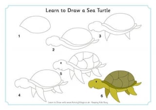 Learn to Draw a Sea Turtle