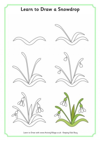 Learn to Draw a Snowdrop