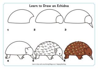 Learn to Draw an Echidna