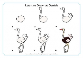 Learn to Draw an Ostrich