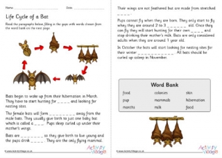 Life Cycle Of A Bat Cloze