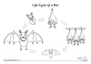 Life Cycle Of A Bat Colouring Page