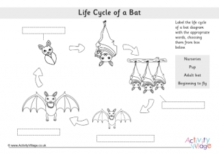 Life Cycle Of A Bat Labelling Worksheet