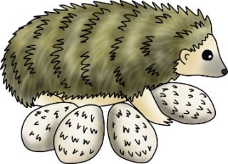 Life Cycle of a Hedgehog