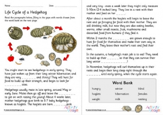 Life Cycle of a Hedgehog Cloze