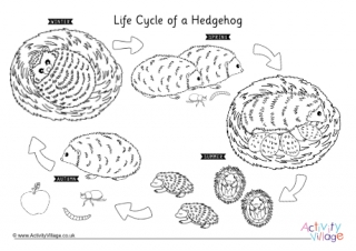 Life Cycle of a Hedgehog Colouring Page