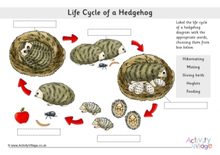 Life Cycle of a Hedgehog Labelling Worksheet